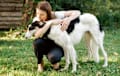 Borzoi - black and cream