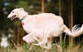 Borzoi - cream