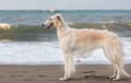 Borzoi - cream