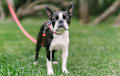 Boston Terrier - Black and white