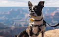 Boston Terrier - Black and white