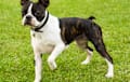 Boston Terrier - brindle