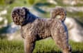 Bouvier Des Flandres - gray