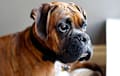 Boxer - brindle