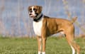 boxer - fawn
