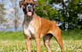 boxer - fawn
