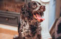 Boykin Spaniel - brown