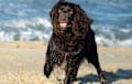 Boykin Spaniel - Chocolate