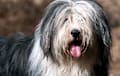 Bearded Collie - blue