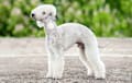 Bedlington Terrier - white