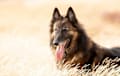 Belgian Tervuren - brindle