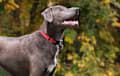 blue lacy - blue