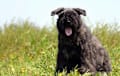 Bouvier Des Flandres - black