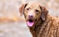 Chesapeake Bay Retriever - chocolate