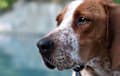 Redtick Coonhound - red