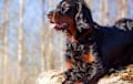 English Setter - black and tan