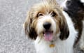 Petit Basset Griffon Vendeen - Tri-color