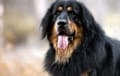 Hovawart - Black and tan