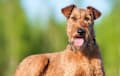 Irish Terrier - red