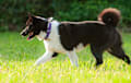 Karelian Bear Dog - black and white