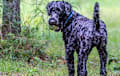 Kerry Blue Terrier - black 