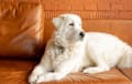 Maremma Sheepdog - white