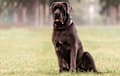 Neapolitan Mastiff - blue