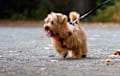 Norfolk Terrier - red