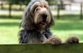 Otterhound - brown