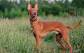 Pharaoh Hound - red