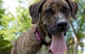 Plott Hound - brindle
