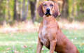 Redbone Coonhound