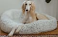 Saluki - White