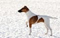 Smooth Fox Terrier - White and tan