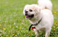Tibetan Spaniel - Cream