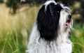 Tibetan Terrier - Black and white