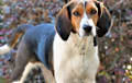 Treeing Walker Coonhound - Tri-color