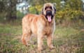 Briard - tawny