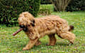 Briard - tawny
