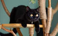 British Shorthair - black