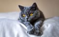 British Shorthair - blue