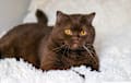 British Shorthair - chocolate