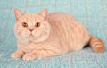 British Shorthair - cream
