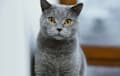 British Shorthair - blue