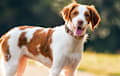Brittany - orange and white