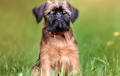 Brussels Griffon - black and tan