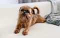 Brussels Griffon - red