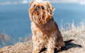 Brussels Griffon - red
