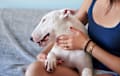 Bull Terrier -WHITE
