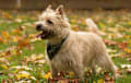 Cairn Terrier - cream